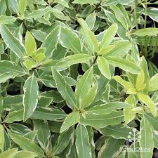 Image result for Pittosporum eugenioides