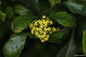 Image result for Psychotria cinerea