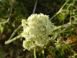 Image result for Daucus incognitus
