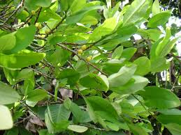 Image result for Nectaropetalum
