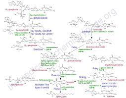 Pathways Of Sphingolipid Degradation Biochemistry Chemical Structure Metabolism