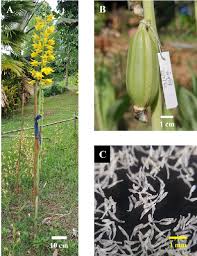 Image result for Eulophia