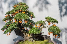 We did not find results for: Top 6 Bonsai Fruit Trees You Can Grow And How To Care For Them Florgeous