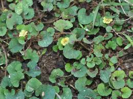 Image result for Merremia