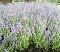 Image result for perovskia atriplicifolia 'little spire'