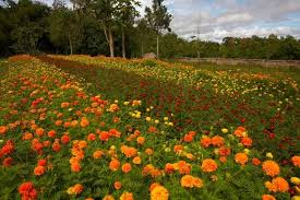 We did not find results for: Ladang Bunga Marigold Surga Tersembunyi Di Kaki Gunung Agung Gotravelly