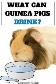 Water intake may also change during pregnancy or lactation. Pin On Guinea Pig Food And Diet