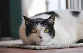 Do you know the 20 most popular dog breeds of 2020; 106 Distinctive Black And White Or Tuxedo Cat Names Lovetoknow