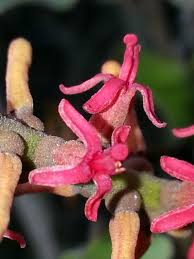 Image result for Helixanthera