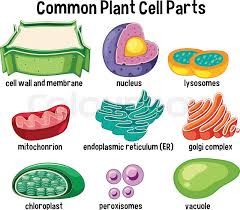 Check spelling or type a new query. Common Plant Cell Parts Illustration Plant Cell Parts Cell Parts Plant Cell