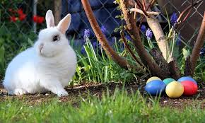 Initially was merely the easter bunny's bodyguard, but was promoted to the role itself after the. The Myth Behind The Easter Bunny Egypttoday