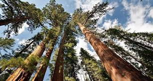Mariposa grove, a sequoia grove located near wawona, california, in the southernmost part of yosemite national park sea vessels  edit  ss mariposa (1883) , iron ship of the oceanic steamship company which provided service between san francisco and other pacific ports Yosemite S Mariposa Grove Of Giant Sequoias Reopens In June Sierra News Online