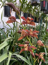 Image result for Cycnium recurvum