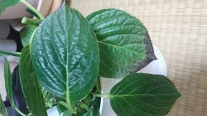 アジサイの剪定 みずもの けもの みどりもの