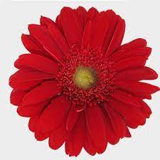 Gerbera daisy flowers near me. Gerbera Daisy Red Wholesale Blooms By The Box