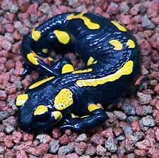 not found amphibians salamander reptiles pet
