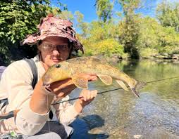 Image result for Pycreus nigricans