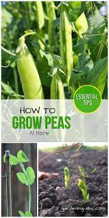 How To Grow Peas At Home A Simple Pea Growing Guide Growing Peas Organic Vegetable Garden Organic Gardening Tips