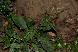 Image result for Pupalia micrantha