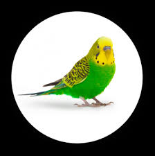 Wellensittich vogel gefieder tierwelt sittich 197 kostenlose bilder zum thema wellensittiche. Chipsi Chipsi Einstreuprodukte Fur Vogel