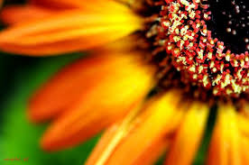 Solar Flower 353 365 Solar Flower Flowers Beautiful Flowers