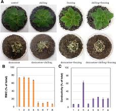 Image result for Xerophyta equisetoides
