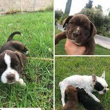 Repost Altinpatilerdernegi Yuva Araniyor Takipcimizin Iletisidir Bu Bebeklerin Annesi French Babasi Sosis K Labrador Retriever French Bulldog Labrador