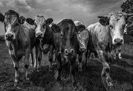 Charging Cows Cow Animals Charging