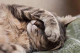 Symptoms Of Cat Flu