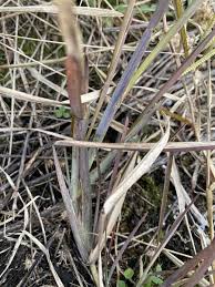 Image result for Eustachys