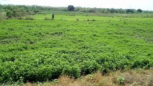 Aimer world is a relative newcomer to be frustrating, hav zoosk's pricing is free. The Woes Of The Ghanaian Farmer Agri Ghana Online