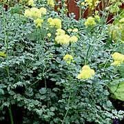 Photo courtesy of walter's gardens inc. Thalictrum Flavum Subsp Glaucum Glaucous Leaved Yellow Meadow Rue Speciosissimum Var Care Plant Varieties Pruning Advice