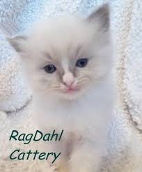 Patrick's day walkabout to replace downtown brainerd parade. Free Kittens For Sale Minnesota