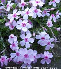 The bright purple blooms conceal chemicals named cardiac glycosides dangerous to humans. Pottertons Nursery Phlox Annual Plants Beautiful Flowers Perennials