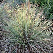 90 cm high and 40 cm wide. Blue Stem Standing Ovation Wilson Nurseries