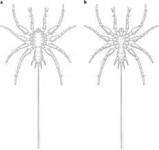 Like spiders, they are members of the class arachnida, but they are actually solpugids. Origin Of Spiders And Their Spinning Organs Illuminated By Mid Cretaceous Amber Fossils Nature Ecology Evolution