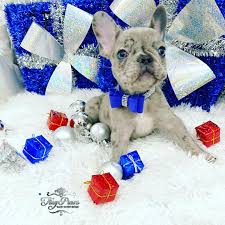 Pet price is listed and price is tags: Ray Exclusive Mini Lilac Blue Merle Mini French Bulldog Tiny Paws