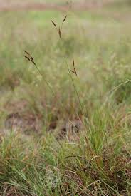 Image result for Fimbristylis madagascariensis