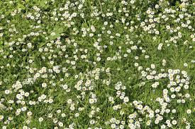 Dig over the area, rake it to a fine tilth and sprinkle wild flower cosmos is a lovely flower for attracting butterflies. Chamomile Lawn Care How To Grow Chamomile As Lawn Alternative