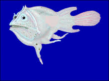 Other times that to fish will start fighting each other from the very start. Anglerfish Wikipedia
