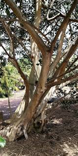 Image result for Ficus chirindensis