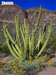 The guestrooms at this tucson doubletree boast upgraded bedding and neutrogena bath products. 300pcs Rare Cactus Seeds Tree Pot Plant Purify Air Bonsai Resistant Heat For Home Garden Planting In 2021 Desert Plants Plants Cactus