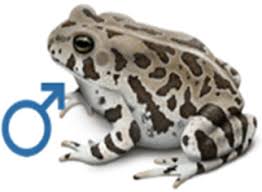 Fertilization potential of cold-stored Fowler's toad (Anaxyrus fowleri)  spermatozoa: temporal changes in sperm motility base