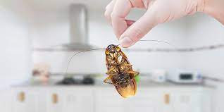 Check spelling or type a new query. Ai Gandaci De Bucatarie Vezi Cum Poti Scapa De Ei Simplu Si Eficient