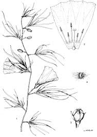 Image result for Ixora kalehensis