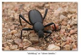 Black Beetle Stink Bug Pinacate Beetles Stinkbugs Desertusa Stink Bugs Stink Beetle Beetle