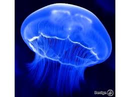 Bookings world excl north and south. Meduza Aurelia Aurita 3 5 Cm