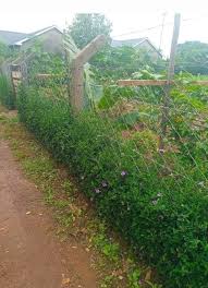 Image result for Barleria elegans