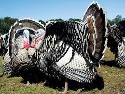 Grit Rural American Know How Turkey Breeds Raising Turkeys Breeds