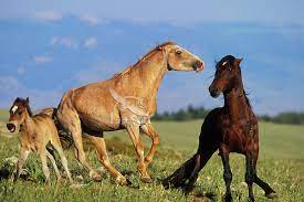 Feral Wild Horses Or Mustang Stallions Tom Pat Leeson
